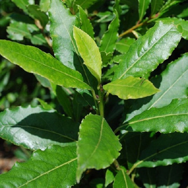 Laurier sauce - Laurus nobilis