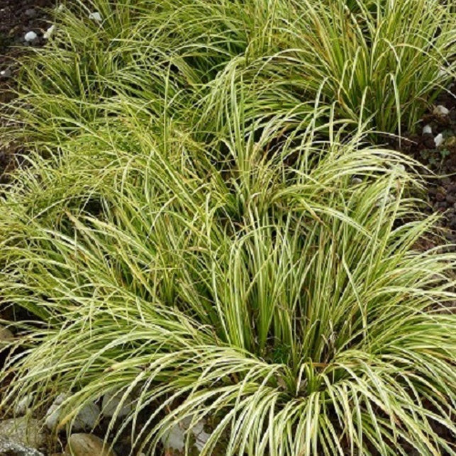 Jonc japonais panaché - Acorus gramineus ogon - Willemse