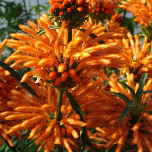 Queue de lion - Leonotis leonurus - Plantes