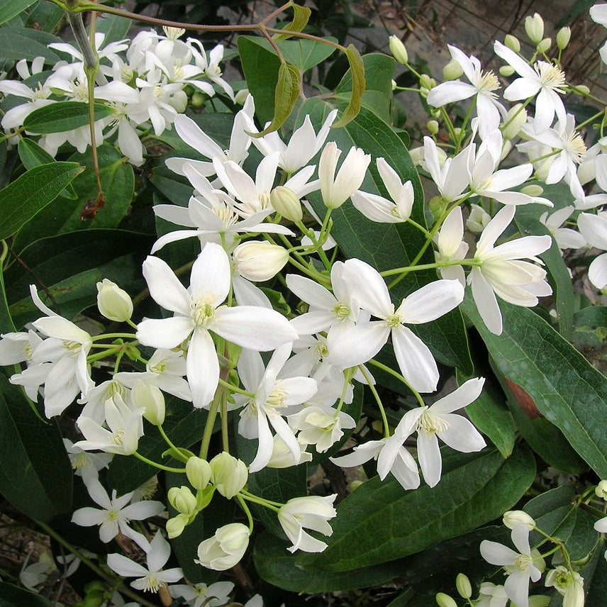 Clématite armandii - Clematis armandii - Plantes grimpantes