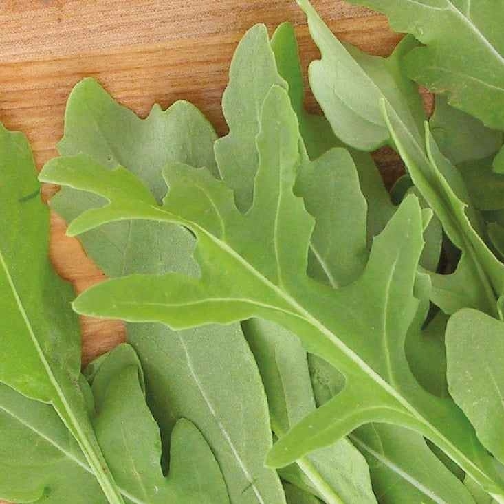 Roquette sauvage Rocky Wild Bio - Diplotaxis selvatica rocky wild - Willemse
