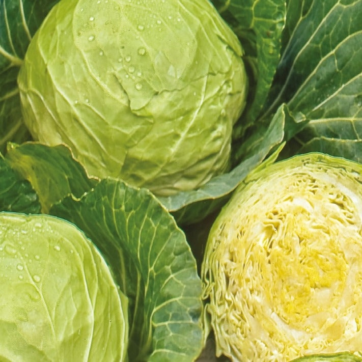 Chou cabus blanc Roem van Enkhuizen 3 Bio - Brassica oleracea  capitata roem van enkhuizen 3 - Potager