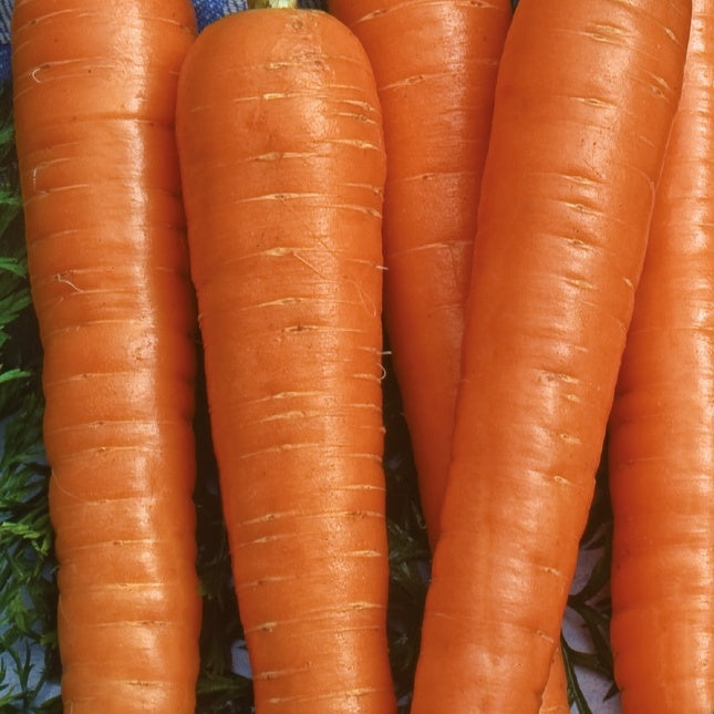 Carotte Resistafly F1 - Daucus carota resistafly f1 - Potager