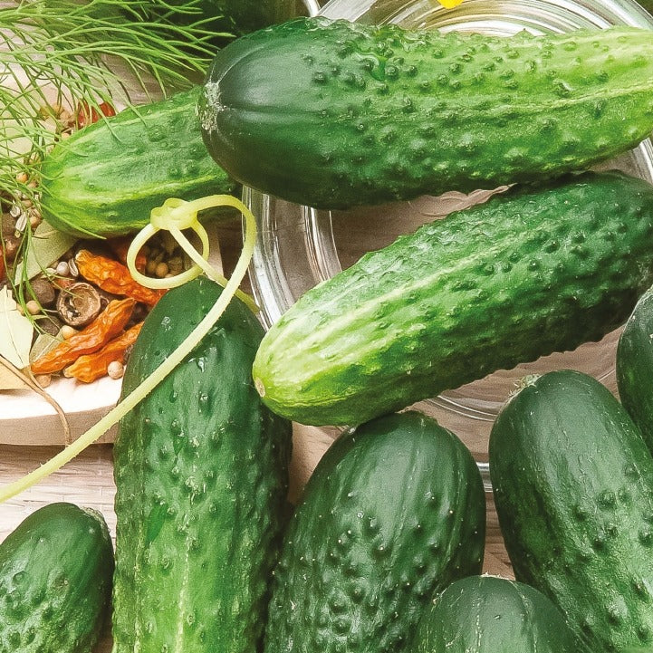 Cornichon Hokus Bio - Cucumis sativus hokus - Potager