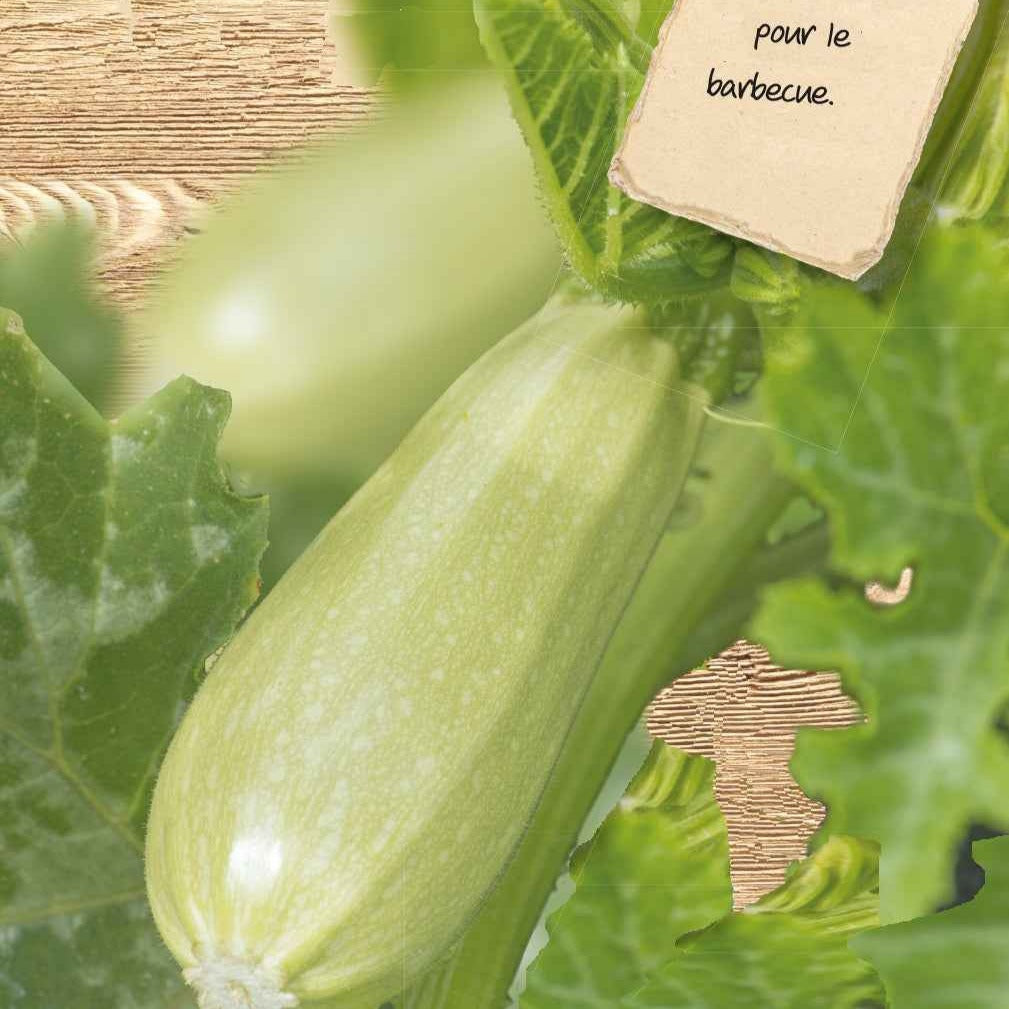 Courgette Grey Griller F1 - Cucurbita pepo grey griller f1 - Willemse