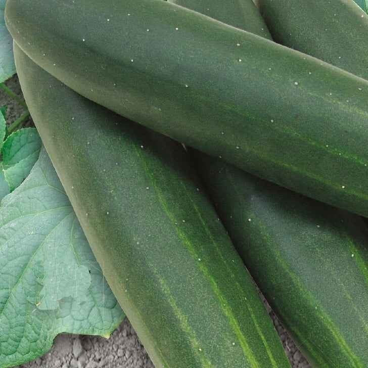 Concombre Sonja F1 Bio - Cucumis sativus sonja f1 - Willemse