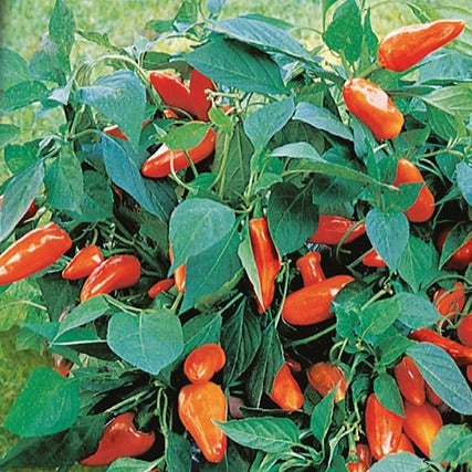 Poivron pour pot Tangerine Dream F1 - Capsicum annuum tangerine dream f1 - Potager