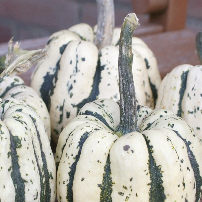 Potiron Sweet Dumpling Bio - Cucurbita maxima Sweet Dumpling - Willemse