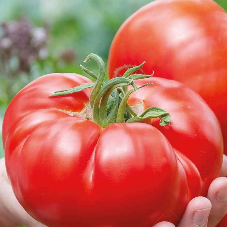 Tomate à très gros fruits Country Taste F1 Bio - Solanum lycopersicum country taste f1 - Potager