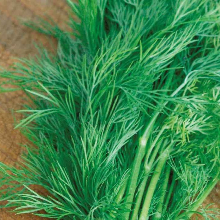 Aneth Bouquet Bio, récolte aromatique facile