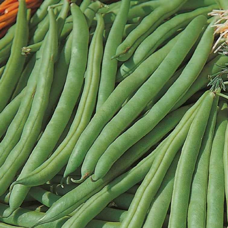 Haricot nain Speedy Bio - Phaseolus vulgaris speedy - Willemse