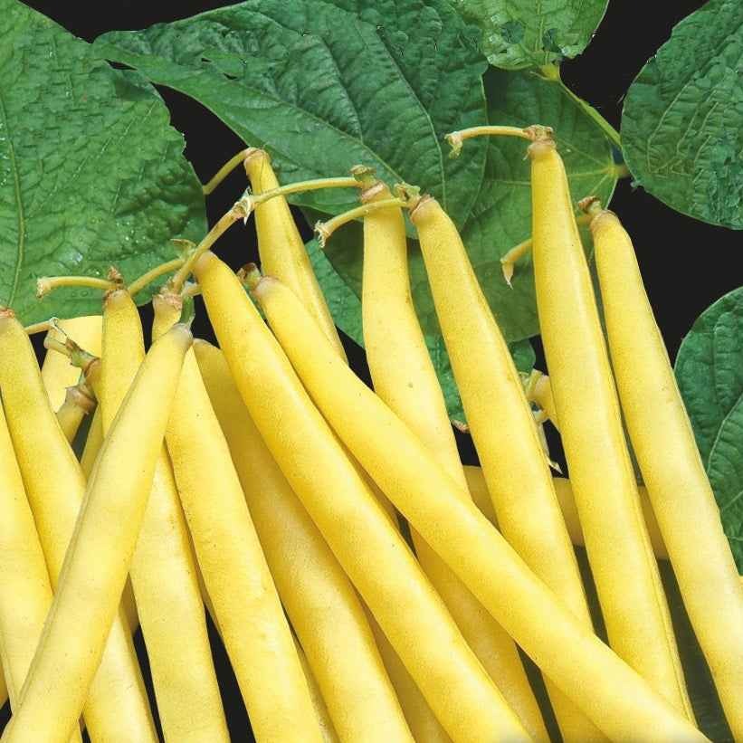 Haricot nain Orinoco wax - Phaseolus vulgaris orinoco wax - Potager