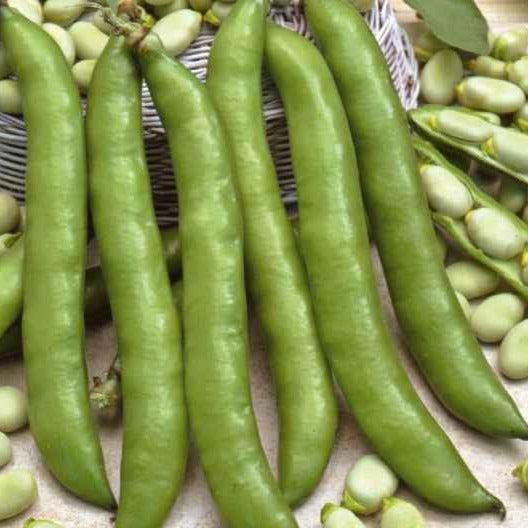 Fève améliorée Driemaal Wit - Vicia faba driemaal wit - Willemse