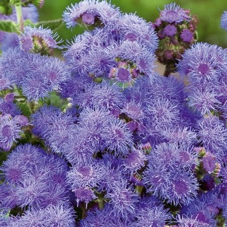 Agérate du Mexique Blue Mink - Ageratum houstonianum - Potager