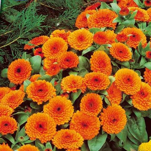 Souci double Orange Gitana - Calendula officinalis orange gitana - Willemse
