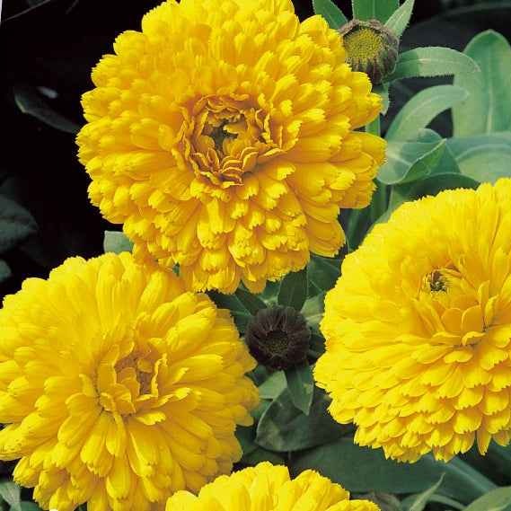 Souci double Golden Yellow - Calendula officinalis golden yellow - Potager