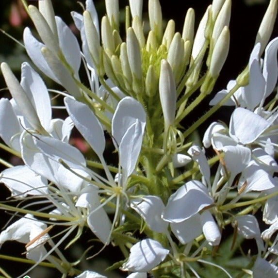 Cléome épineux White Queen - Cleome spinosa white queen - Potager