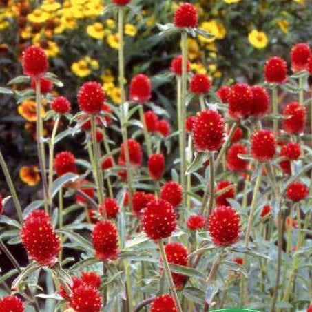 Amarantine écarlate Strawberry fields - Gomphrena haageana - Potager