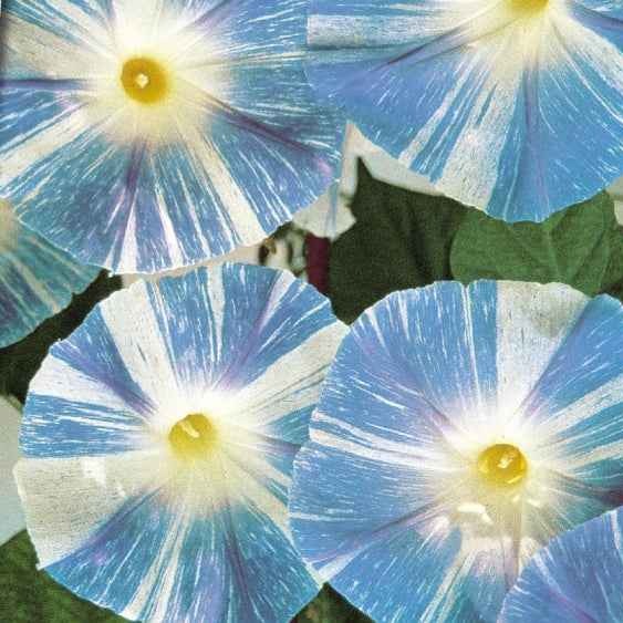 Ipomée à grandes fleurs Flying Saucer - Ipomoea tricolor flying saucer - Willemse