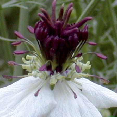 Nigelle d'Espagne African Bride - Nigella papillosa - Willemse