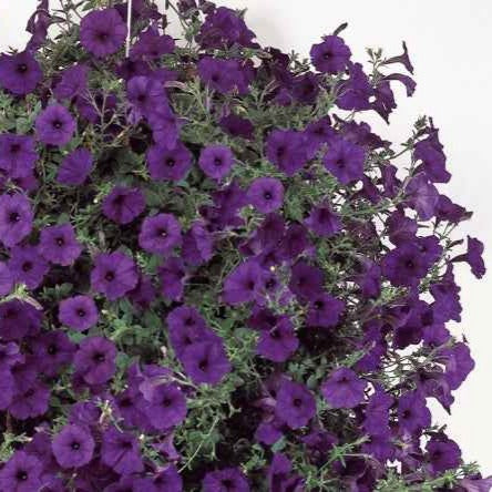 Pétunia retombant Wave Bleu F1 - Petunia x hybrida hedgiflora - Potager