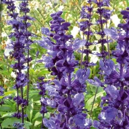 Sauge farineuse Blue Plus - Salvia farinacea blue plus - Willemse