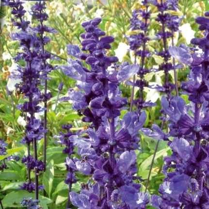 Sauge farineuse Blue Plus - Salvia farinacea blue plus - Potager