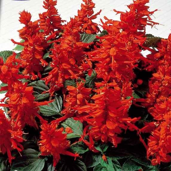 Sauge éclatante Feu de St Jean - Salvia splendens - Potager