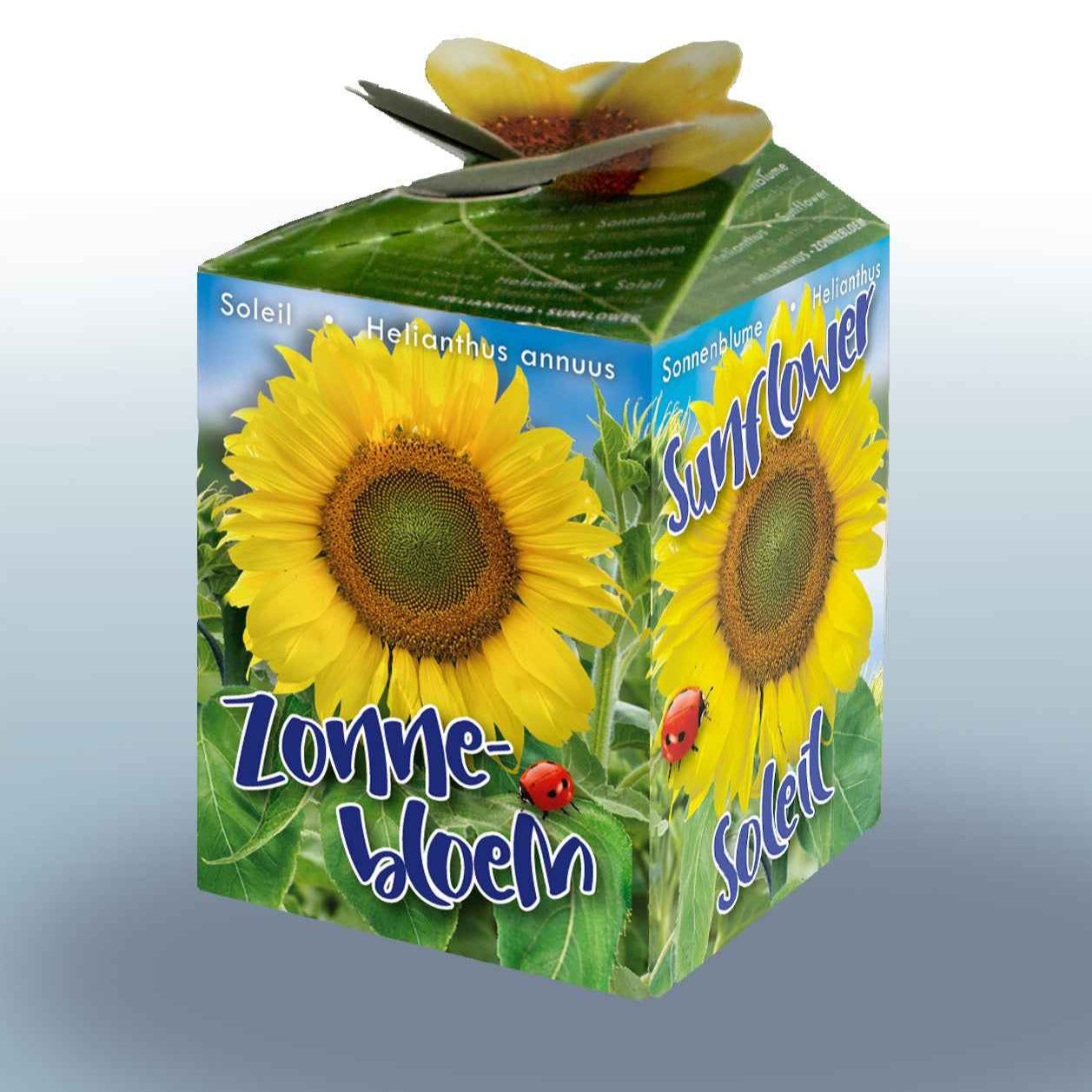 Kit Tournesol - Helianthus annuus - Potager