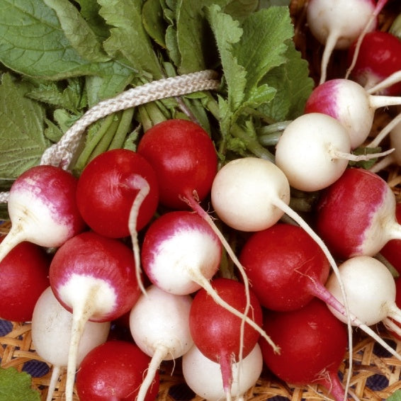 Radis ronds en mélange - Raphanus sativus - Potager