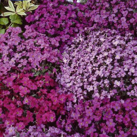 Aubriètes vivaces Cascade en mélange - Aubrieta x cultorum - Potager