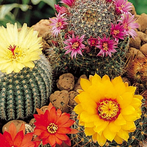Graines de Cactus en mélange, semis facile