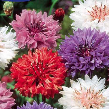 Centaurée à fleurs double en mélange - Centaurea cyanus - Willemse