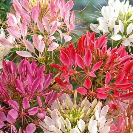 Cléome épineux Colour Fountain en mélange - Cleome spinosa - Potager