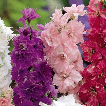 Delphinium - Pied d'alouette nain à fleur double Hyacinth Flowered - Delphinium ajacis - Potager