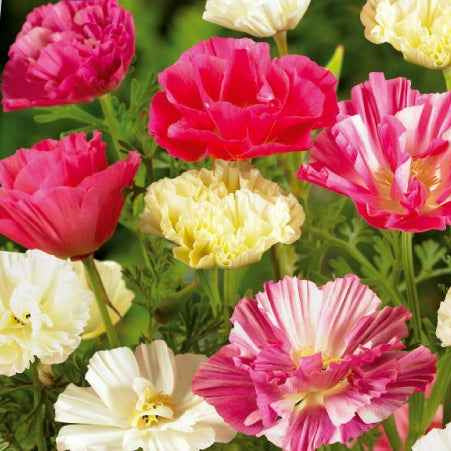 Pavot de Californie à fleurs doubles en mélange - Eschscholzia californica - Potager