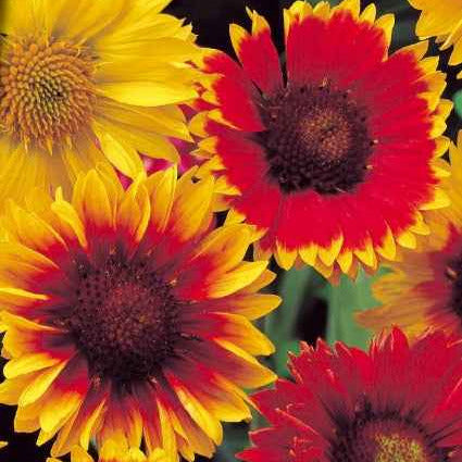 Gaillardes vivaces en mélange - Gaillardia aristata - Potager