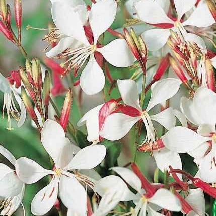 Gaura The Bride - Gaura lindheimerii the bride - Willemse