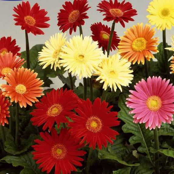 Gerberas à grandes fleurs Australian Giants en mélange - Gerbera jamesonii - Potager