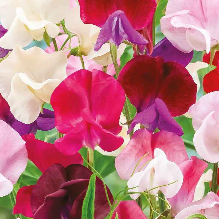 Pois de senteur à grandes fleurs en mélange Bio - Lathyrus odoratus - Potager