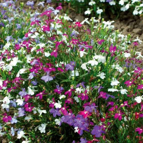 Lobélias Cascades en mélange - Lobelia erinus pendula - Potager