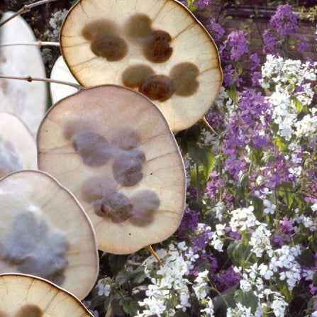 Lunaire annuelle - Monnaie du pape en mélange - Lunaria biennis annua - Potager