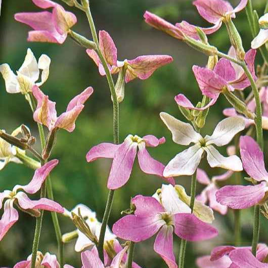 Giroflée du soir Scentsation en mélange - Matthiola longipetala bicornis - Potager