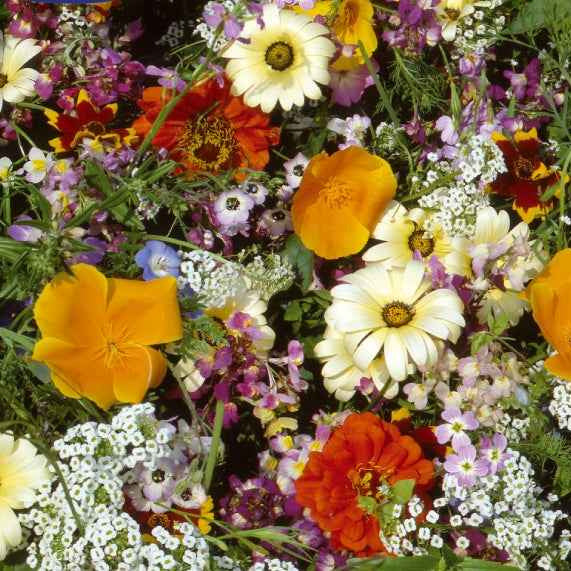 300 Graines Fleurs Mélange "Jour De Fête" - Fleurs Annuelles Colorées - Pour Jardins, Bordures, Prairies Fleuries - Facile à Semer