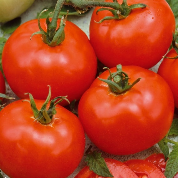 Tomate Moneymaker - Solanum lycopersicum moneymaker - Tomates