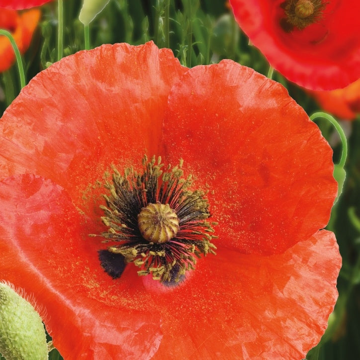 Pavot Red Corn Poppy Bio - Papaver rhoeas red corn poppy