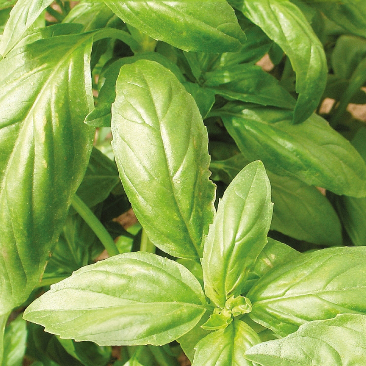 Collection d'aromatiques Bio - Collection de 4 aromatiques bio - Willemse