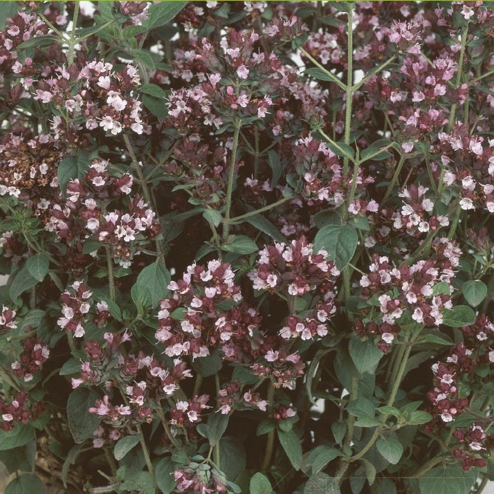 Origan - Marjolaine vivace Bio - Origanum vulgaris - Graines de fruits et légumes Bio