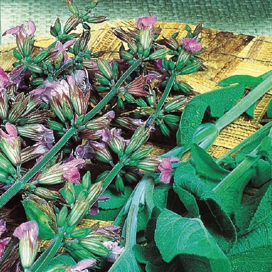 Sauge officinale Fanni Bio - Salvia officinalis fanni - Graines d'aromatiques Bio