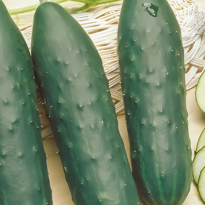 Concombre Marketmore Bio - Cucumis sativus marketmore - Willemse